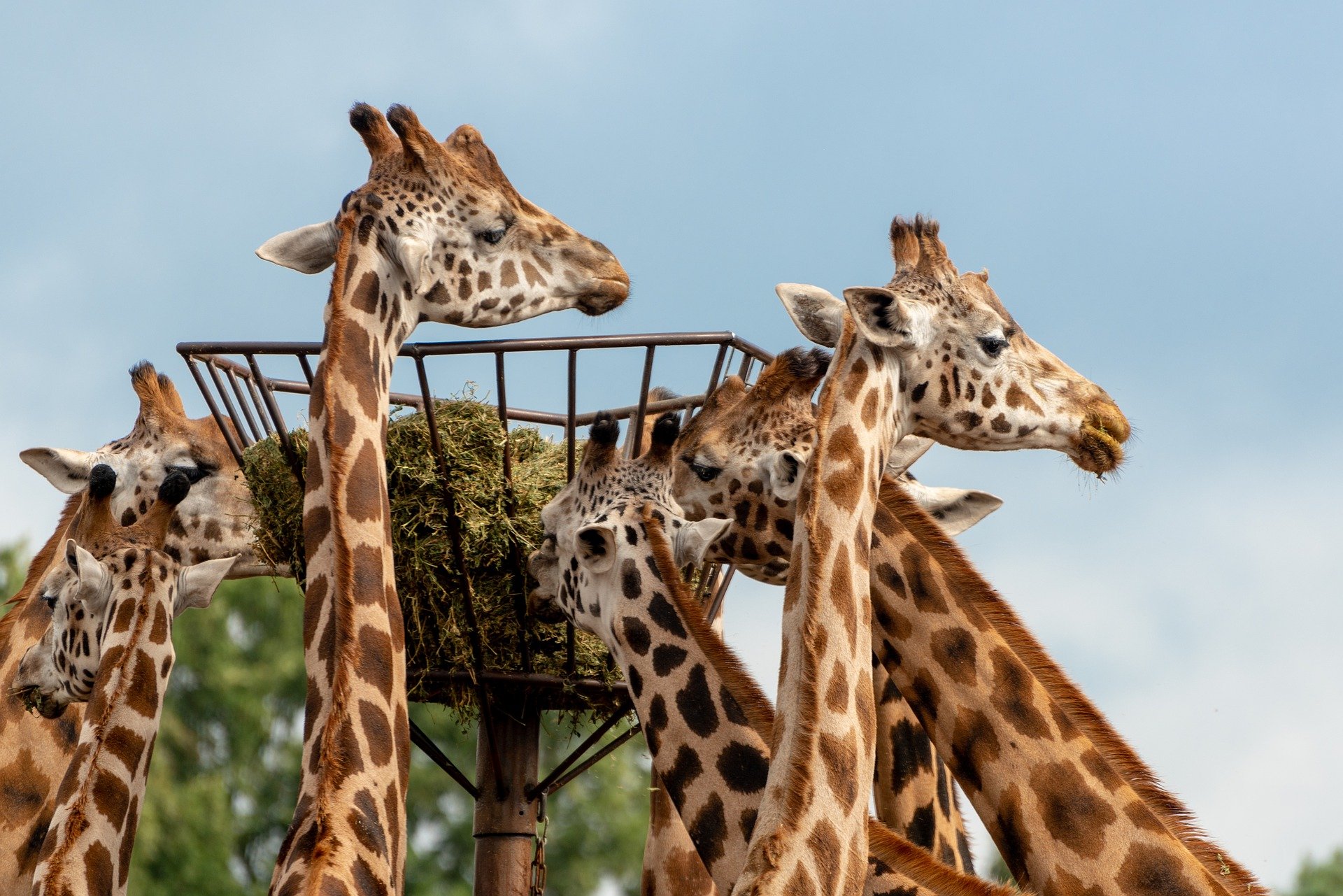 Beekse Bergen Giraffen.jpg