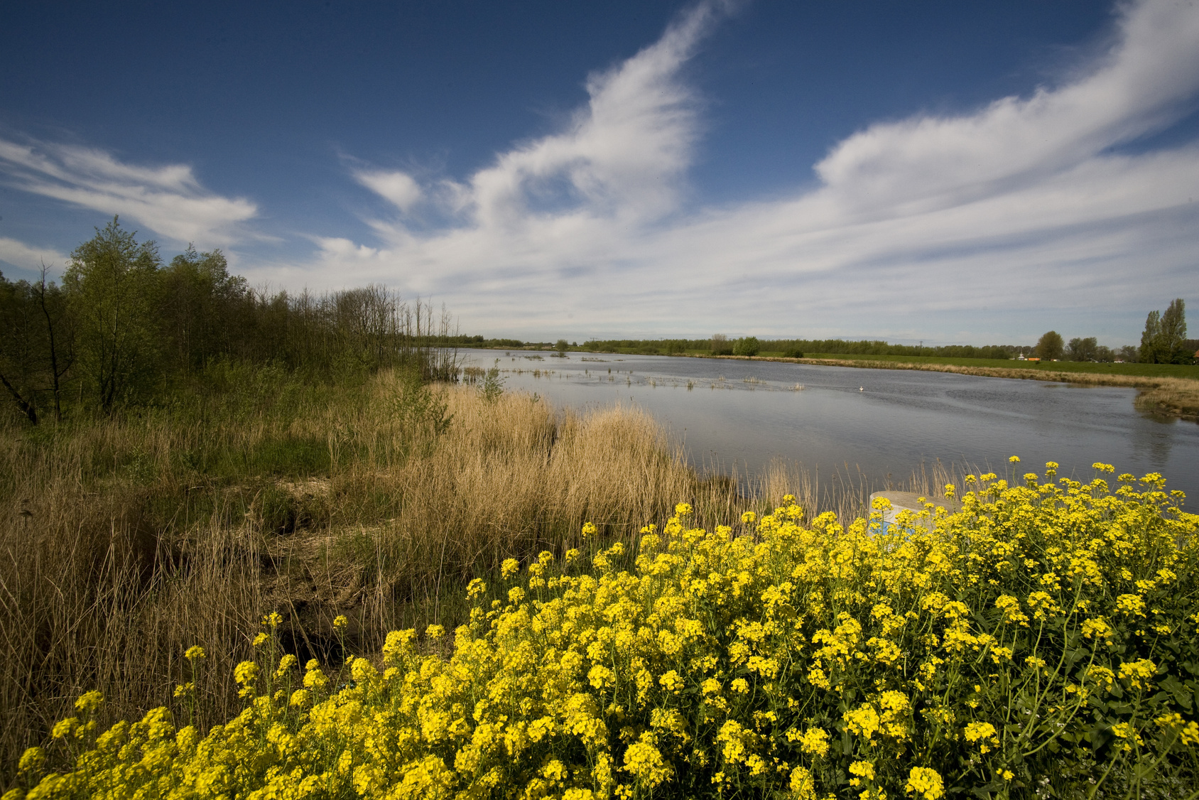 Nederland-Biesbosch-gele-bloemen.jpg
